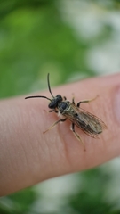 Andrena miserabilis