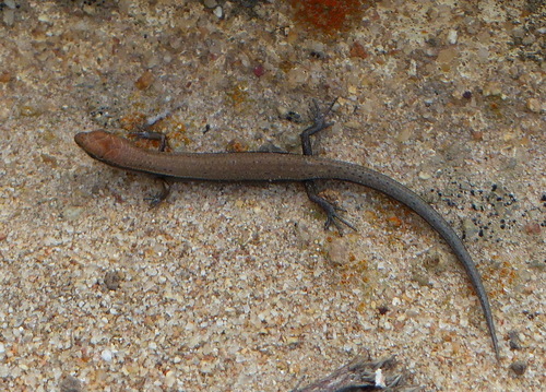 Menetia greyii