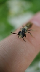Andrena miserabilis