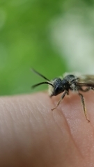 Andrena miserabilis
