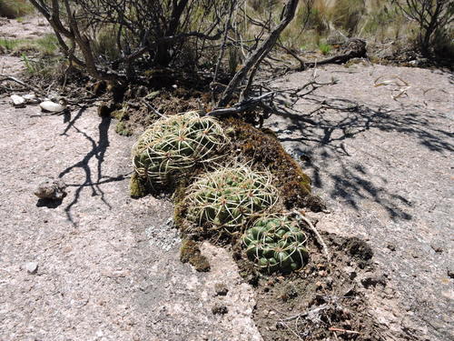 Gymnocalycium monvillei