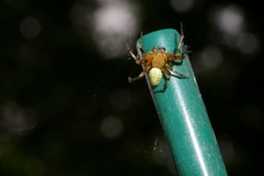 Araniella opisthographa