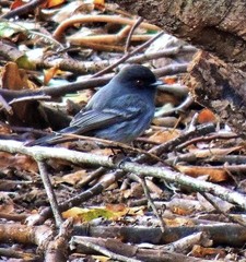 Knipolegus striaticeps