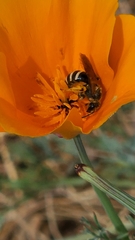 Lasioglossum sisymbrii
