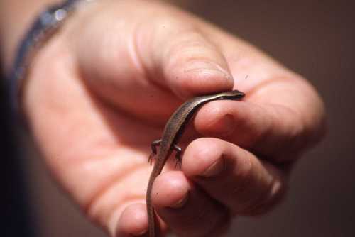 Panaspis wahlbergii