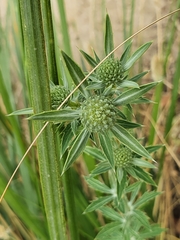 Eryngium tricuspidatum