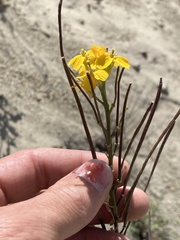 Erysimum teretifolium