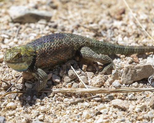 Twin-spotted Spiny Lizard