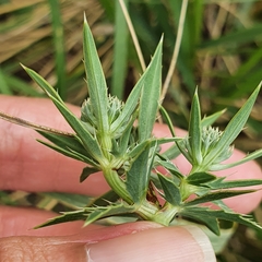 Eryngium tricuspidatum