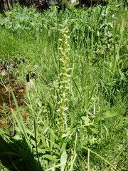 Platanthera sparsiflora