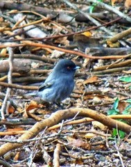 Knipolegus striaticeps