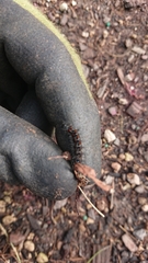 Nyctemera annulata × amicus