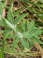 Eryngium tricuspidatum