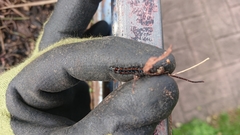 Nyctemera annulata × amicus