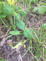 Rhynchosia difformis