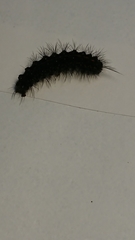 Nyctemera annulata × amicus