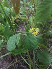 Rhynchosia difformis