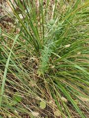Eryngium tricuspidatum