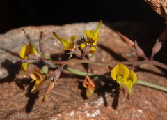 Listia heterophylla