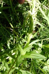 Platanthera sparsiflora