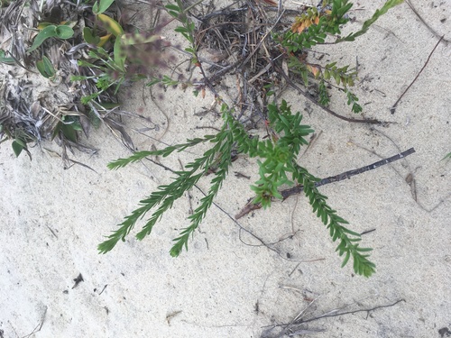 Image of Lechea maritima by (c) harrier, some rights reserved (CC BY)