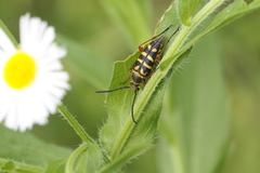 Typocerus sinuatus