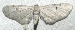 Eupithecia indistincta