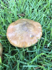 Suillus luteus