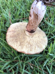 Suillus luteus
