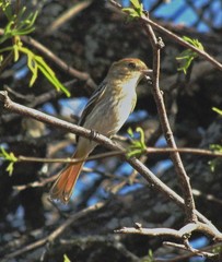 Knipolegus striaticeps