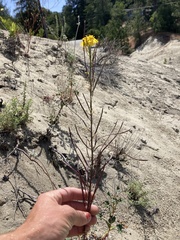 Erysimum teretifolium