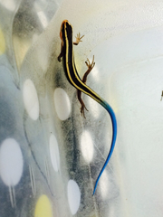 Plestiodon gilberti gilberti