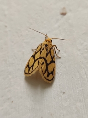 Miltochrista conjunctana