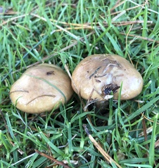 Suillus luteus