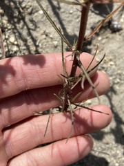 Erysimum teretifolium