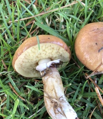 Suillus luteus