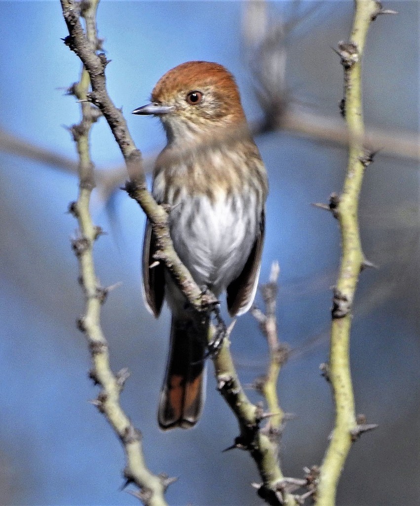 Cinereous Black-tyrant