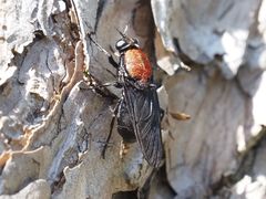 Clitellaria ephippium