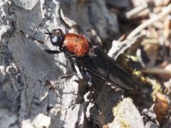 Clitellaria ephippium