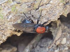 Clitellaria ephippium