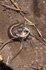 Gongylomorphus bojerii