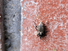 Sphenophorus cicatristriatus