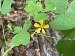 Oxalis grandis