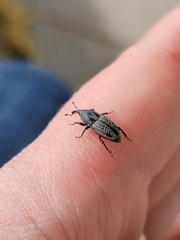 Sphenophorus cicatristriatus