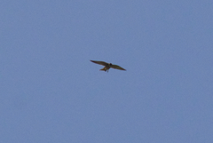 Falconiformes