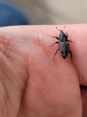 Sphenophorus cicatristriatus