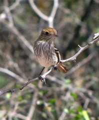 Knipolegus striaticeps