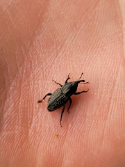 Sphenophorus cicatristriatus
