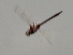 Epitheca petechialis