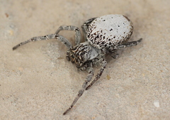 Stegodyphus lineatus